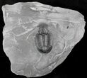 Asaphiscus Wheeleri Trilobite (Molt) #26410-1